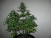 NL (Day 36 Flower) (3).jpg