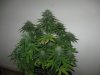 NL (Day 36 Flower) (4).jpg