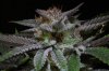 Ripped Bubba (a) 4x Week 6.jpg