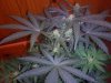 3RD Dimension day 23 flowering pic#5.jpg