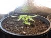 My Plant Grow 003.jpg