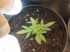 My Plant Grow 004.jpg