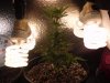 My Plant Grow 001.jpg