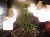 My Plant Grow 002.jpg