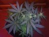 3RD Dimension day 23 flowering pic#1.jpg