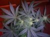 3RD Dimension day 23 flowering pic#2.jpg