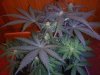 3RD Dimension day 23 flowering pic#9.jpg