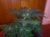 3RD Dimension day 23 flowering pic#11.jpg