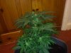 3RD Dimension day 23 flowering pic#14.jpg