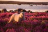 polar-bear-in-fields-of-purple-flowers.jpg