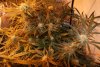 flowering day 37-16.jpg