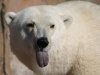 polar-bear-tongue.jpg