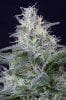 cannabis-gqxjtr4-d48-2464.jpg