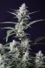 cannabis-timewreck2-2419.jpg