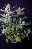 cannabis-timewreck4-2425.jpg