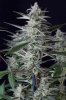 cannabis-timewreck1-d48-2471.jpg