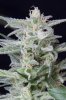 cannabis-timewreck1-d48-2473.jpg