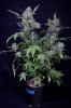 cannabis-timewreck4-d48-2482.jpg
