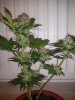 paradise seeds whiteberry5.jpg