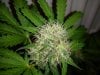 paradise seeds whiteberry1.jpg