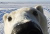 polar-bear-face_1811615i[1].jpg