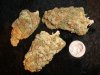 qrazytrain nugs.jpg