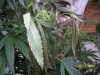 Picture 003.jpg