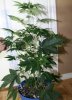 spring grow 013.jpg