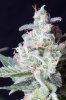 cannabis-timewreck2-d56-0060.jpg