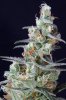 cannabis-vortex2-d48-2502.jpg