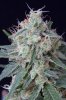 cannabis-vortex4-d48-2511.jpg