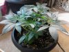 Plant E - 47 days (5) - 04_04_2012.jpg