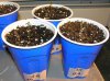 03-07-12- blueberry,trinity kush, grafruit krush 006.jpg