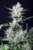 cannabis-timewreck2-0276.jpg