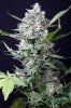 cannabis-timewreck4-0283.jpg