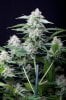 cannabis-timewreck5-0294.jpg