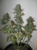 Day 53 Flower.jpg