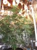 DSCF2005.jpg