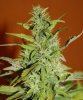 Blue Widow5.jpg