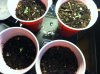 seedlings7.jpg