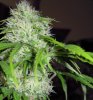 Hindu Kush 57 days from seed 1111.jpg