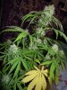 Hindu Kush 57 days from seed 35 days flowering (19).jpg