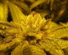 MBK trichs Apr 7 2012.jpg