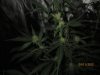earlyflowering 859.jpg