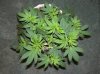 03-07-12- blueberry,trinity kush, grafruit krush 002.jpg