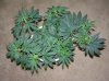 03-07-12- blueberry,trinity kush, grafruit krush 003.jpg