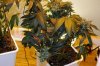 Sigourney Full Full plant 008.jpg