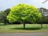 Bright_green_tree_-_Waikato.jpg