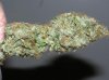 03-07-12- blueberry,trinity kush, grafruit krush 015.jpg