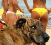 beach smart dog.JPG